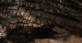 brown old snag. aged wood texture. driftwood closeup. dry branches and roots of a pomegranate tree macro shot.