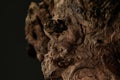 brown old snag. aged wood texture. driftwood closeup. dry branches and roots of a pomegranate tree macro shot.