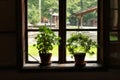 Brown Old Window with flowers