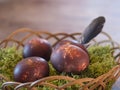 Brown onion coloured easter eggs decorated with floral plant imprints in wicker basket nest with moss and feather on