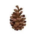 Brown open pine cone on a white background. Vector illustration.