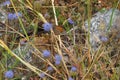 Brown and orange butterflies feeding on a blue-blue flower, pambre, galicia