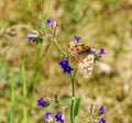 The brown-orange butterfly Brenthis daphne sits on on a hyssop flower