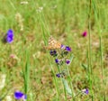 The brown-orange butterfly Brenthis daphne sits on a hyssop flower on a bright sunny day