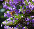 Brown and orange butterfly surrounded by lavender flowers Royalty Free Stock Photo