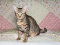 Brown Orange Cat with Bored Face on Sofa Royalty Free Stock Photo