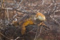 A brown orange Land Iguana