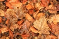 Brown and orange leaves carpet the earth Royalty Free Stock Photo