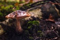 Brown / orange moist thick mushroom on the forest floor