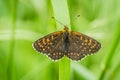 Brown and orange spotted butterfly Royalty Free Stock Photo