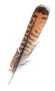 Brown and orange striped straight feather Royalty Free Stock Photo