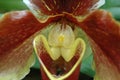 Brown Orchid