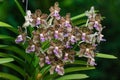 Brown Orchid Flowers