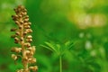 Brown orchid on green background