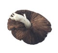 Brown Organic Field Mushroom