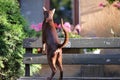 A brown oriental cat climbed onto a bench