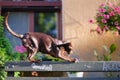 A brown oriental cat climbed onto a bench