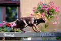 A brown oriental cat climbed onto a bench