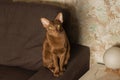 A brown Oriental cat sits gracefully on the sofa.