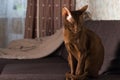 A brown Oriental cat sits gracefully on the sofa.