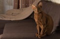 A brown Oriental cat sits gracefully on the sofa.