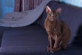 A brown Oriental cat sits gracefully on the sofa.