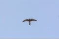 Brown osprey in flight in the Togolese sky Royalty Free Stock Photo