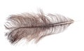 Brown ostrich feather isolated on white Royalty Free Stock Photo