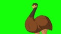 Brown ostrich screaming indignantly 4K chroma key