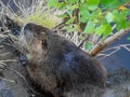 Brown otter at the edge of a Channel of Strasbourg city, France