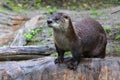 Brown otter looking away from the camera