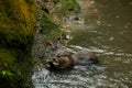 Brown otter looking away from the camera eating fish