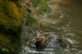 Brown otter looking away from the camera eating fish