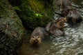 Brown otter looking away from the camera eating fish