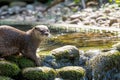 Brown otter playing at the water