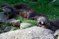 Brown otter resting on a stone