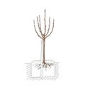 Brown outline hand drawing vector illustration of a leafless tree planting with roots in spring isolated on a white Royalty Free Stock Photo