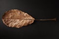 Brown oval Autumn leaf on black background, horizontal Royalty Free Stock Photo