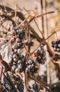 Brown overripe grapes in autumn vineyard in sunlight