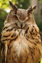 Brown owl