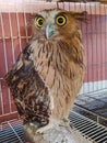 Brown Owl with big yellow eyes in a cage Royalty Free Stock Photo