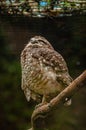 Brown owl on a branch with eyes closed Royalty Free Stock Photo