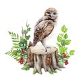 Brown owl on the forest tree stump. Watercolor illustration. Hand drawn forest scene. Wildlife bird on the mossy stump Royalty Free Stock Photo