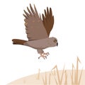 Brown owl predatory bird flies to the ground or attacks.