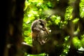 Brown owl with shining yellow eyes