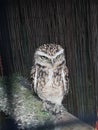 Brown owl staring awake alert Royalty Free Stock Photo