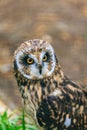 A brown owl with yellow eyes is looking at the camera Royalty Free Stock Photo