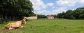 Brown Oxen Laying in Pasture