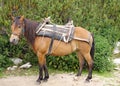 Brown pack horse with sandle in mountain