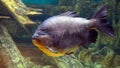 Brown pacu in the Kogalym Oceanarium in Western Siberia Royalty Free Stock Photo